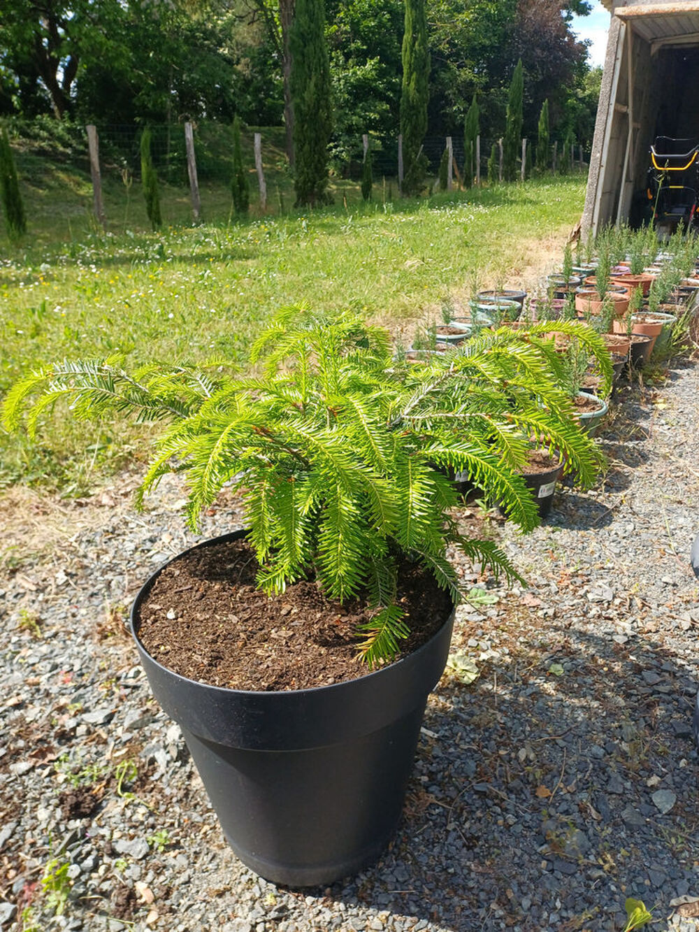 Sapin BAUMIER Jardin