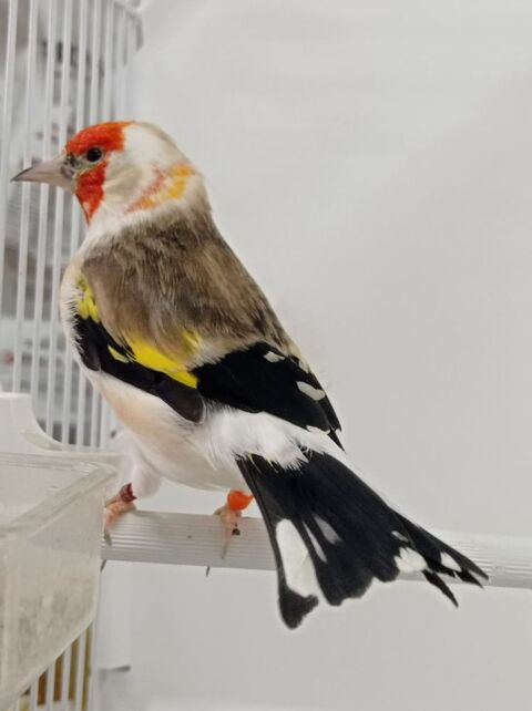 Couple de majors en mutation 350 65500 Vic-en-bigorre