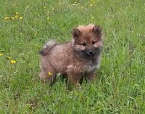   SHIBA INU 