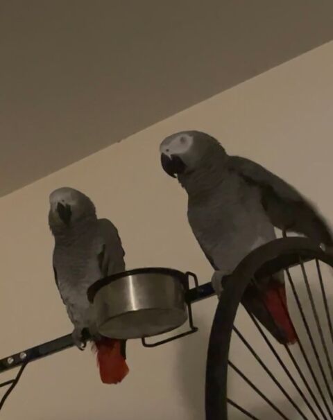 couple perroquet gris du Gabon 3000 74930 Reignier