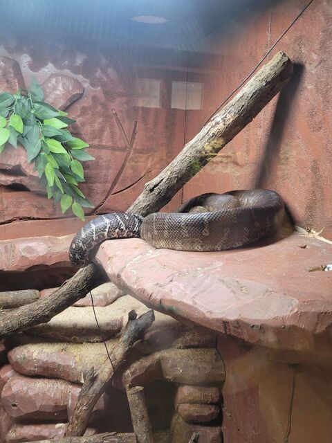 morelia bredli 2006 0 70230 Filain