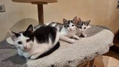   Chaton femelle 3 mois noir & blanc 