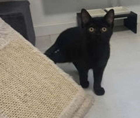   Ares chaton noir 2 mois adorable cherche famille 