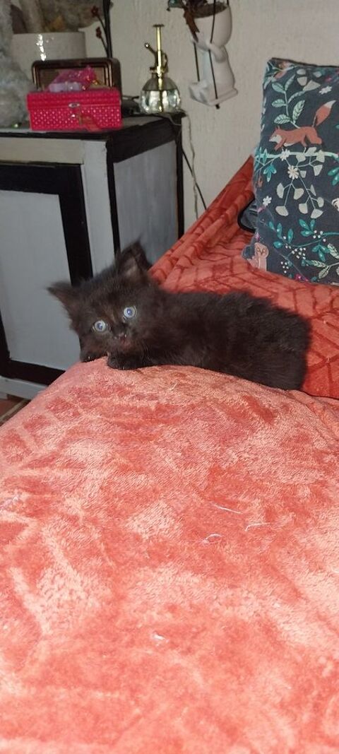 Donne chatons   3 0 15100 Saint-flour