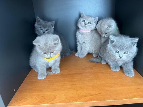 Chatons type british shorthair / scottish fold  900 33390 Blaye