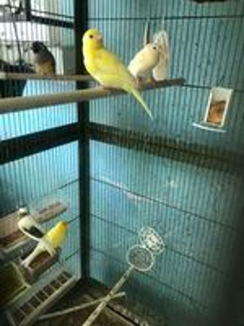   Canaris 