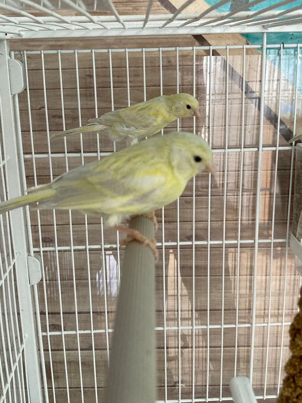   Canari   