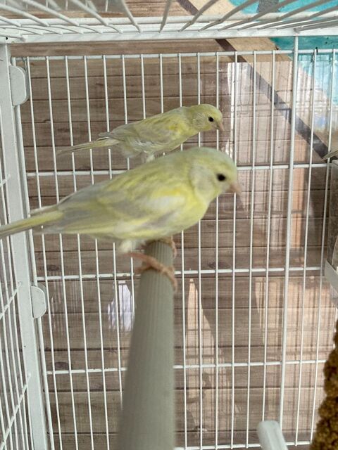 Canari 20 95330 Domont