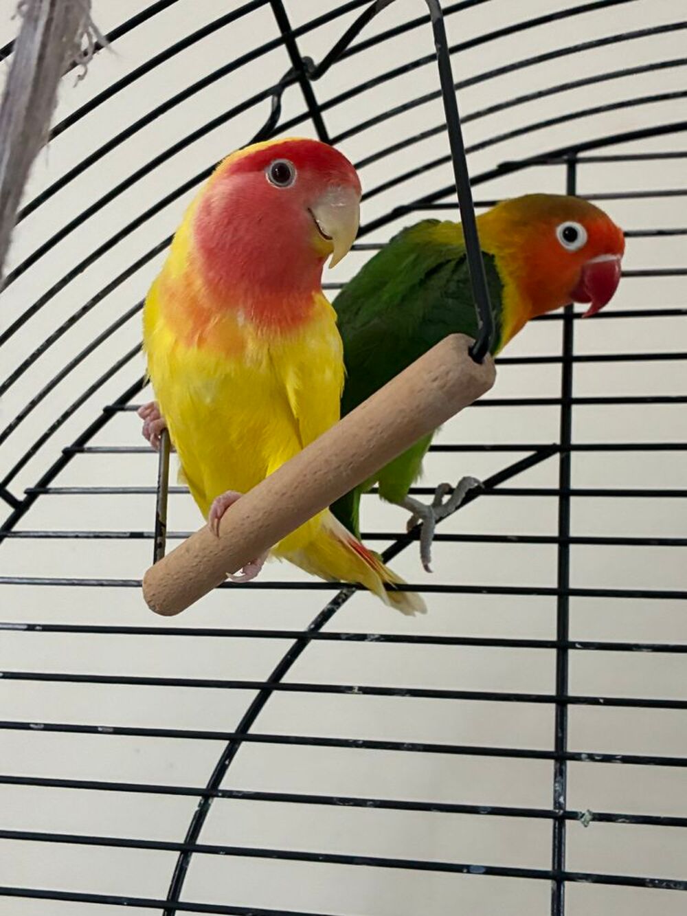   Couple d'inséparables  