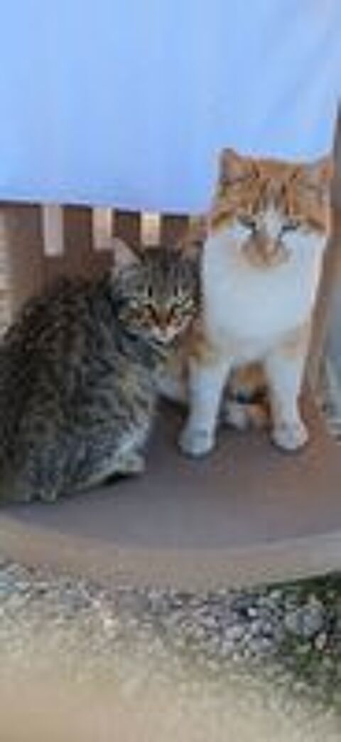   garde de chat et chaton 