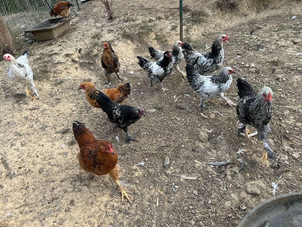  Coq 