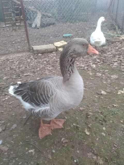 Jar de Toulouse 40 46000 Cahors