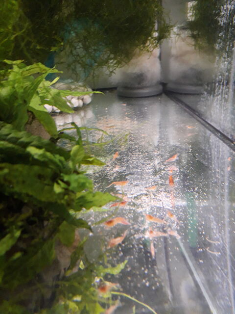  Crevettes Red Cherry 1 72400 La fert-bernard
