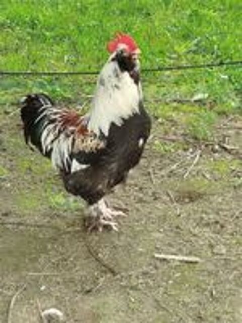   Très beau COQ REPRODUCTEUR 