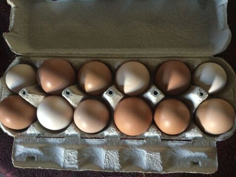 Oeufs bio 3 Montlouis-sur-Loire (37)