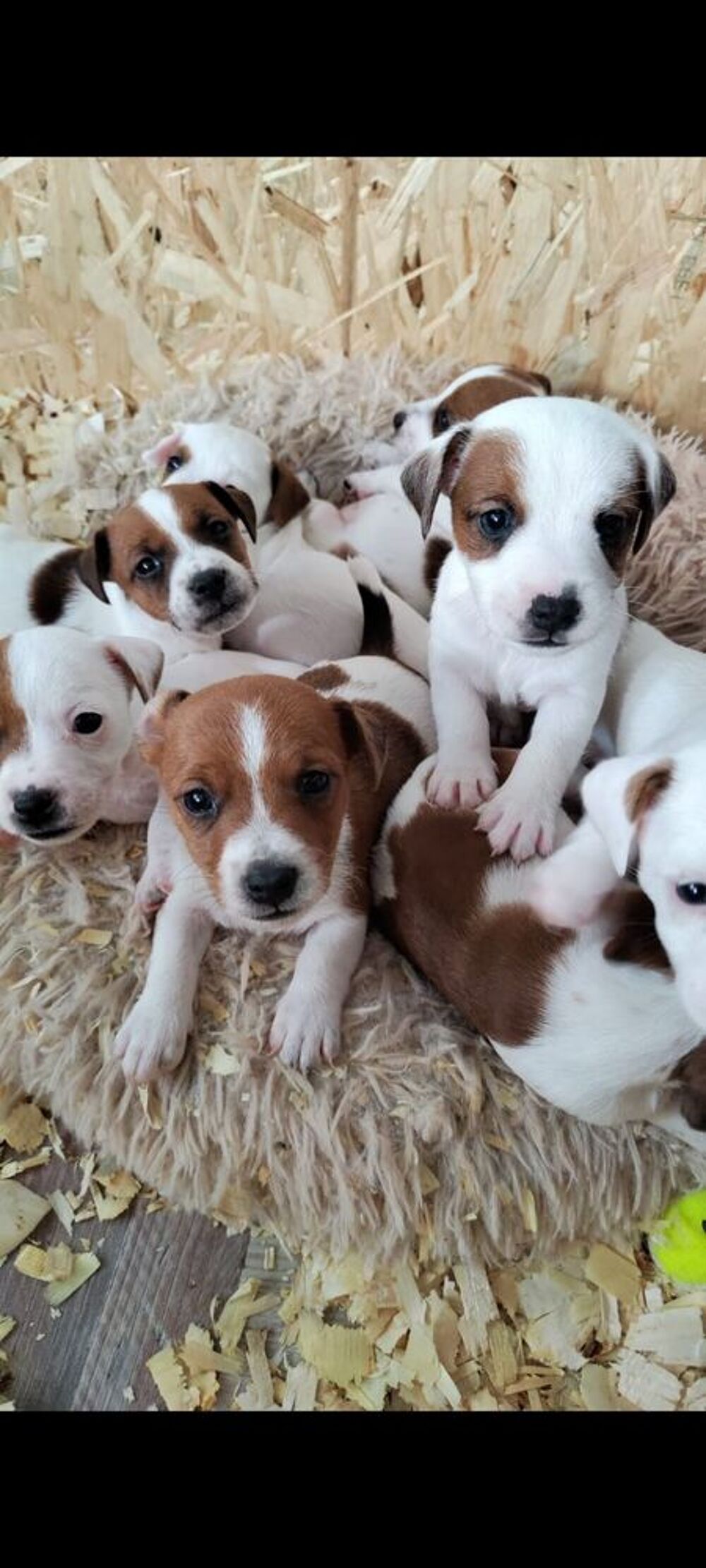   CHIOTS JACK RUSSEL dans les Landes (40) à partir du 5/09 