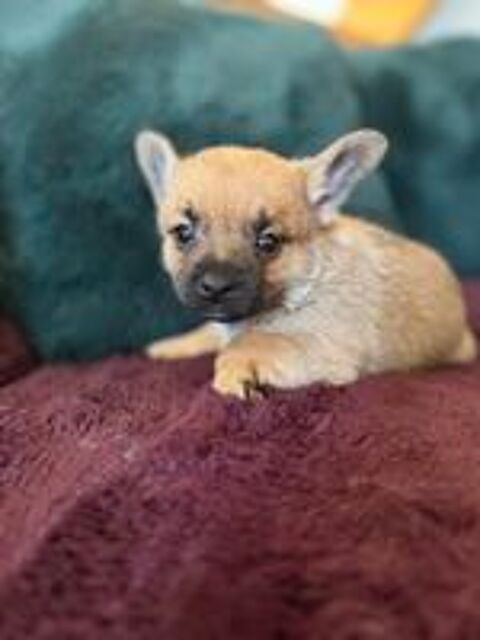   Bouledogues pomerdog fran�ais  