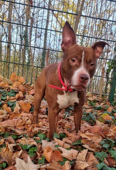 TATUM, le grand sportif 350 10000 Troyes