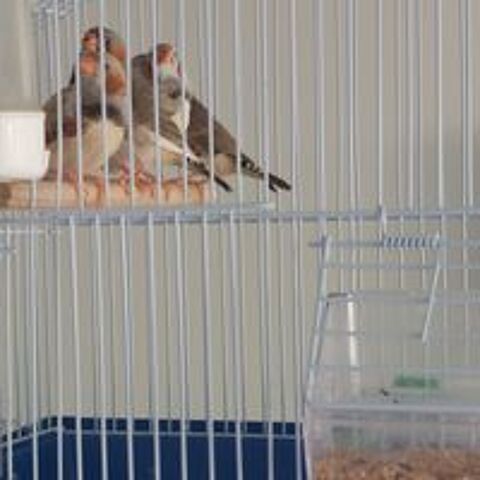   Oiseaux exotique 