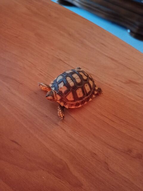 Sulcata juveniles 10 mois
120 34450 Vias