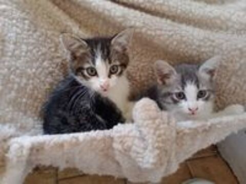   Donne 2 chatons mâles nés le lundi de Pâques sur Vieux-Condé 