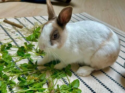 Lapin MOKA à l adoption 50 26270 Loriol-sur-drme