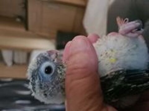   petits perroquets  cornures  eam..180e 