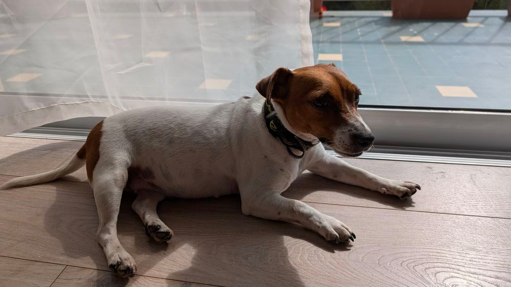   Jack russell femelle age 2 ans 