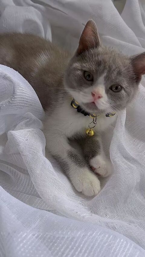 Scottish Fold ou straight Shorthair 650 92120 Montrouge