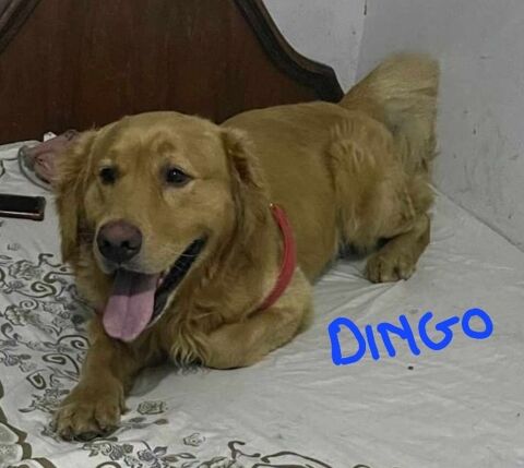 DINGO MÂLE NON CASTRÉ 2ANS 1/2 A SAUVER D'ÉGYPTE ADOPTION SEULEMENT 0 75018 Paris