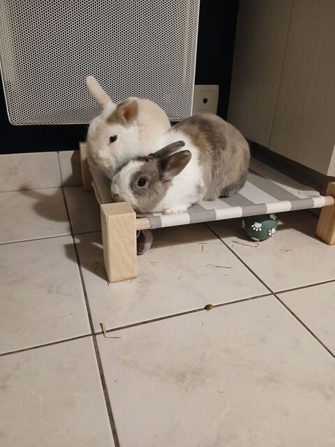 Caiuspupus et Coca, lapins nains &agrave; adopter 160 44100 Nantes