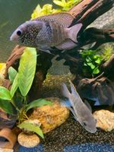   Andinoacara pulcher juveniles  