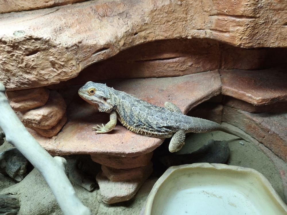   Pogona  