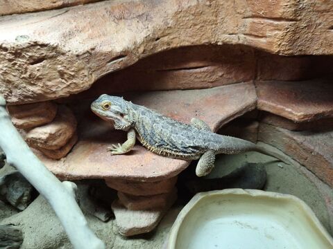 Pogona 50 31550 Cintegabelle