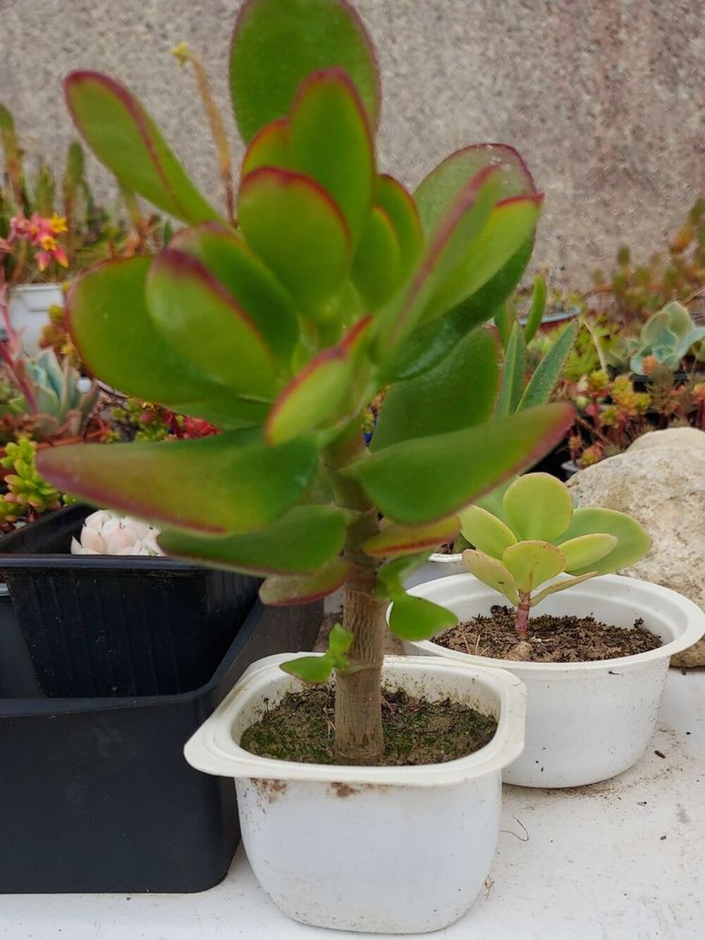 Plantes grasses, succulentes Jardin