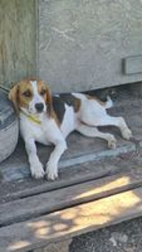   ALICE femelle type beagle 8 mois 