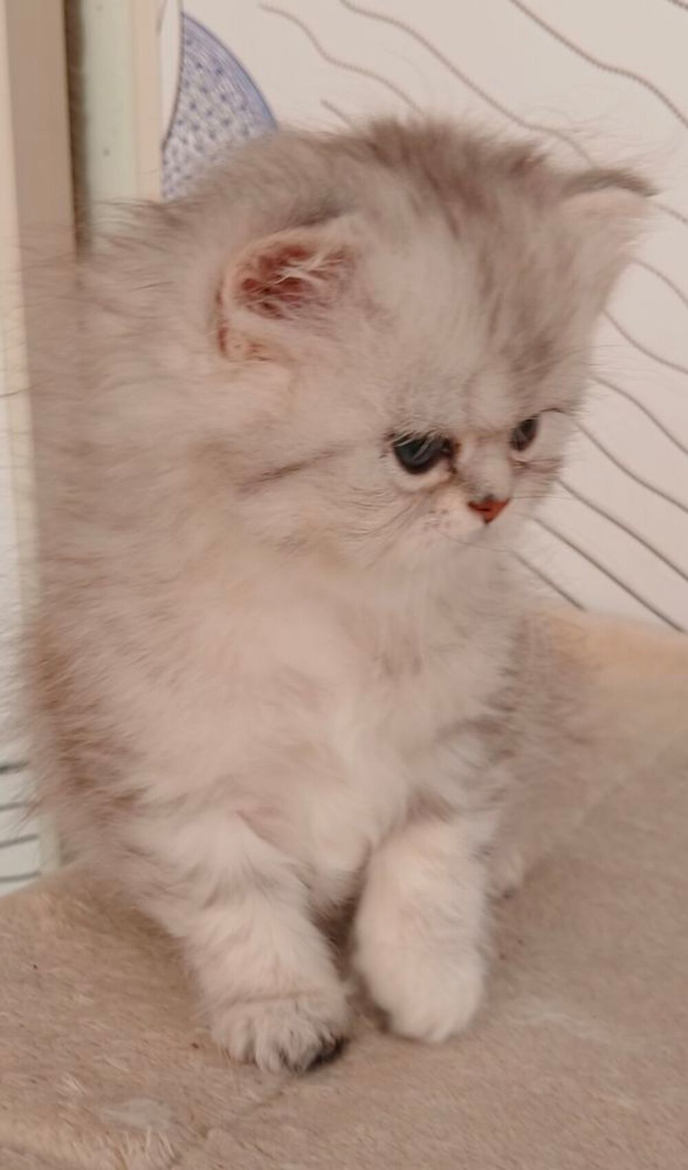   Très mignon chaton femelle persan chinchilla  
