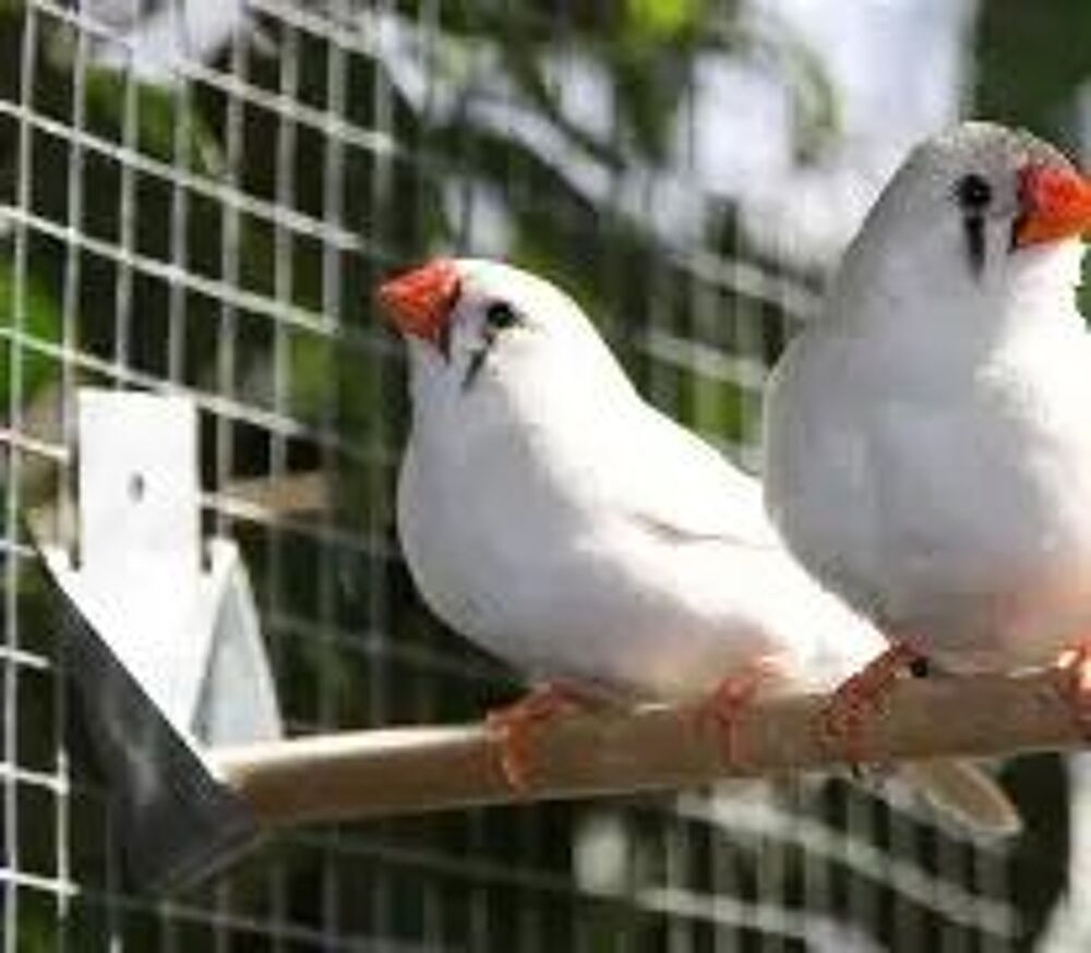   recherche diamant mandarin blanc 