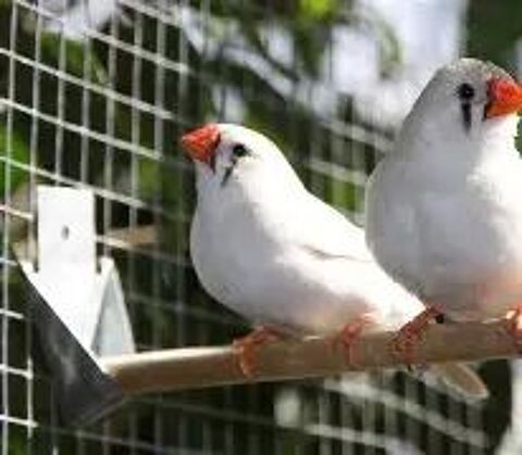 recherche diamant mandarin blanc 10 94460 Valenton