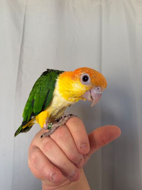 Ca&iuml;que eam m&acirc;le 650 59253 La gorgue