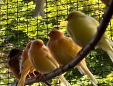   Canaris 15 euros 