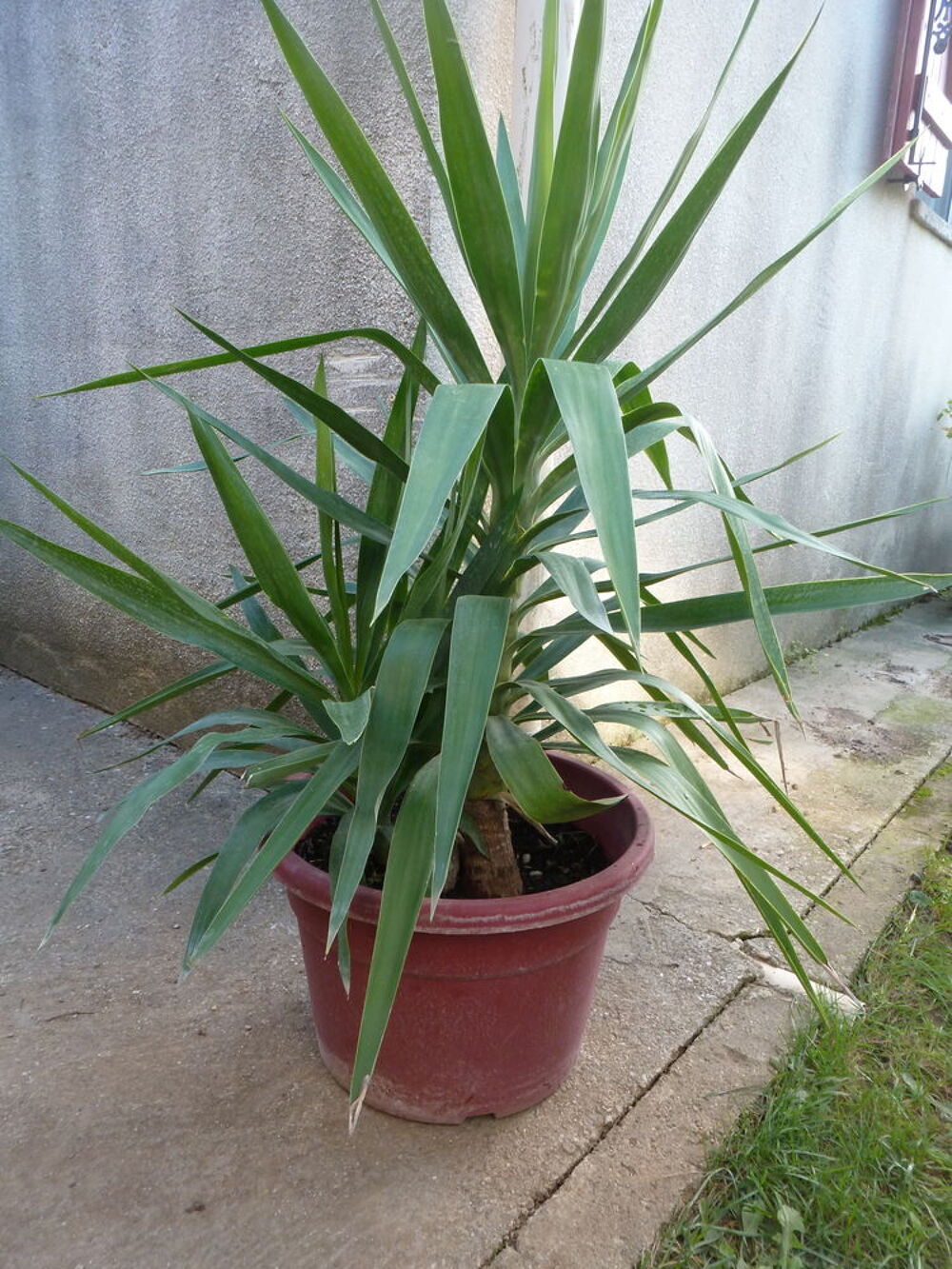 Yucca d'int&eacute;rieur Jardin