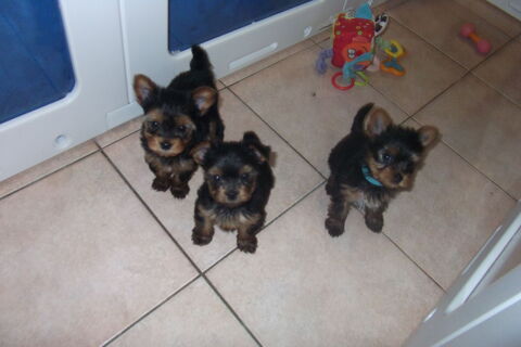 MAGNIFIQUE CHIOT YORKSHIRE TERRIER FEMELLE ET MALE 1250 30000 N�mes