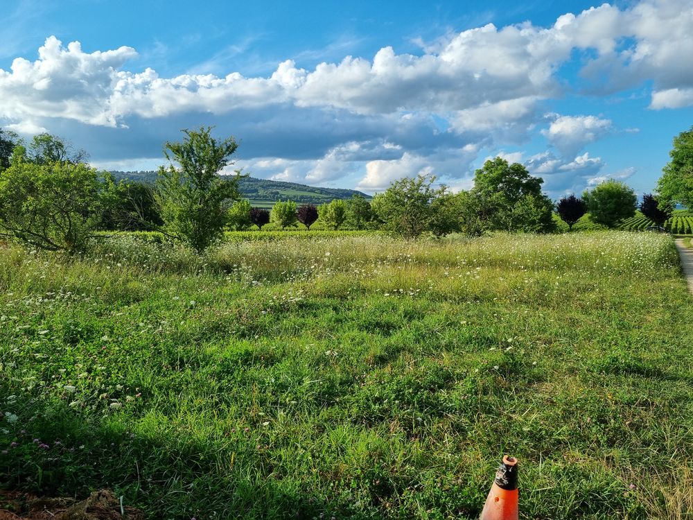 Vente Terrain Terrain 1 197 m² face aux vignes Bio de Puligny-Montrachet Puligny-montrachet