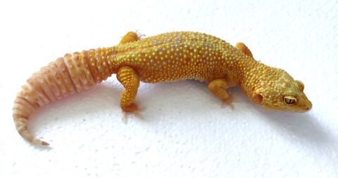 Couple gecko léopard atomic rainwater 50 79400 Saint-maixent-l'cole