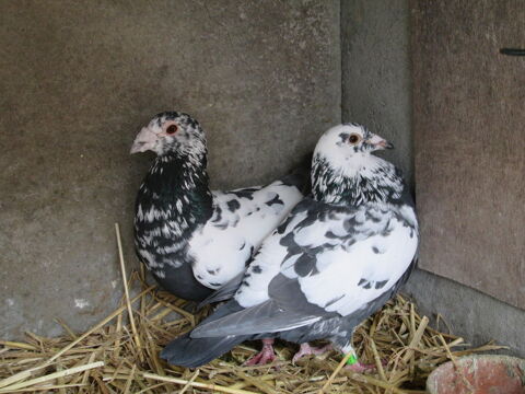 PIGEONS VOYAGEURS PIETRAIN 25 80132 Drucat