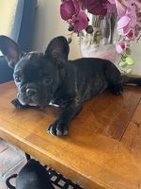   Chiot bouledogue français payable en 3 fois  