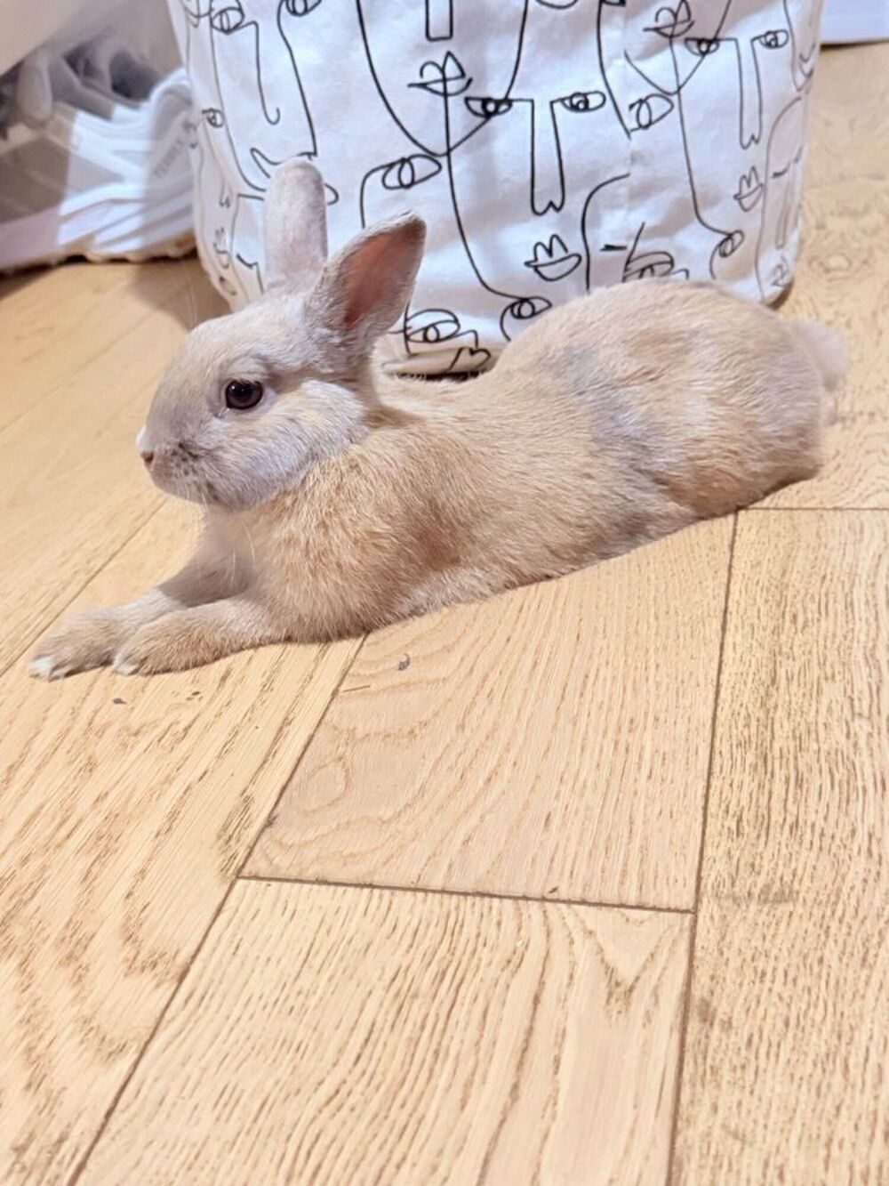   Je donne mon lapin nain de 6 mois 