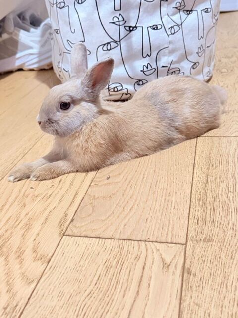 Je donne mon lapin nain de 6 mois 0 92140 Clamart