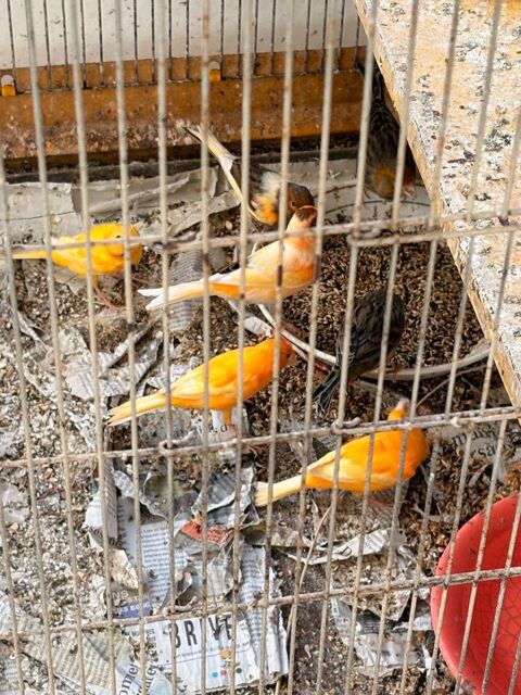 Canaris 15 46150 Calamane